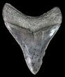 Beautiful, Serrated, Megalodon Tooth #51137-2